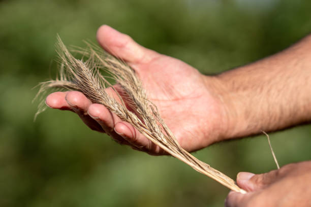 istock Male hands holding golden wheat ears 1035560892