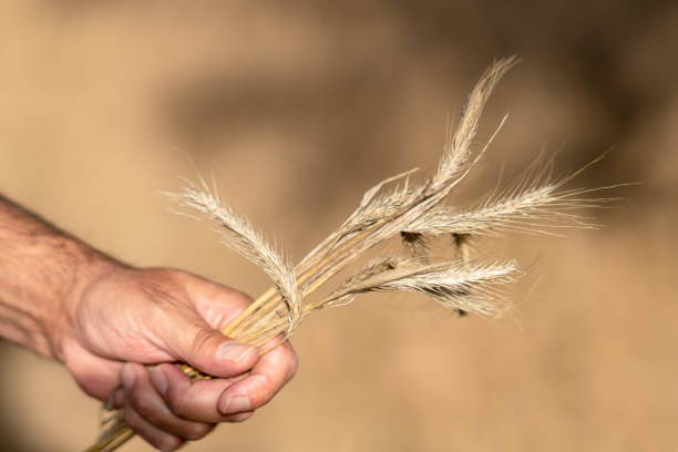istock Male hands holding golden wheat ears 1035560926
