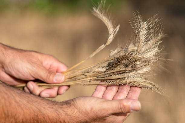 istock Wheat ears in the farmer's hands 1035561050