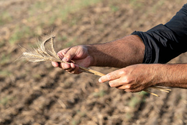istock Wheat ears in the farmer's hands 1035561482