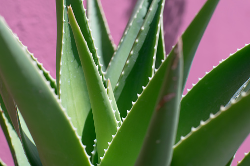 Aloe Vera Plant Close Up