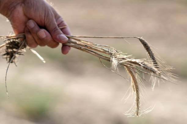 istock Male hands holding golden wheat ears 1035562192