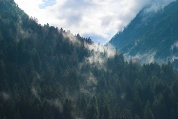 low clouds above the pines of a big wood in a valley - trepan imagens e fotografias de stock