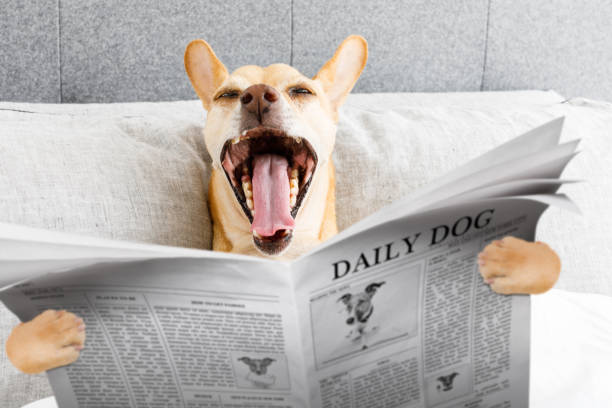 istock yawning dog in bed 1035565432