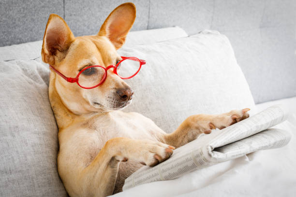 dog in bed reading newspaper dog in bed resting and reading newspaper,  in bedroom under the blanket , early  in the morning oversleeping stock pictures, royalty-free photos & images