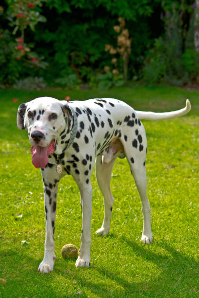 istock A Dalmatian standing next to a tennis ball 1035565746