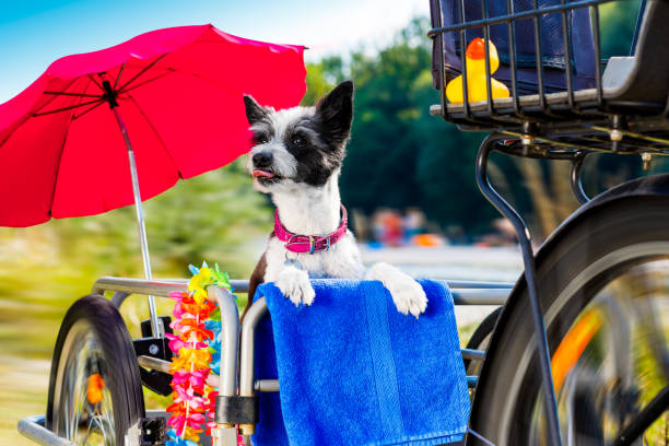 dog on bike