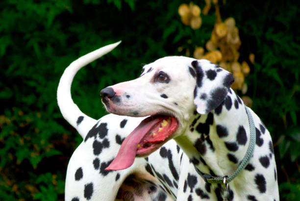 A Dalmatian portrait Portrait of a Dalmatian standing in a domestic English garden. cambridgeshire photos stock pictures, royalty-free photos & images