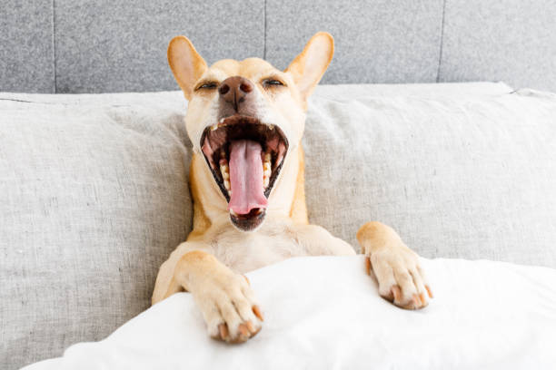 le bâillement chien dans son lit - chihuahua dog pets yawning photos et images de collection