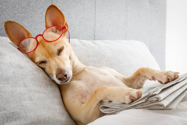 perro en la cama con periódico - chihuahua dog pets yawning fotografías e imágenes de stock