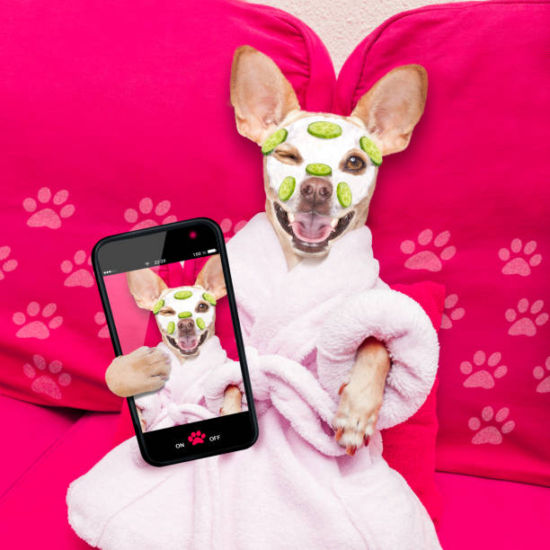 chien de spa bien-être beauté masque - dog chihuahua pampered pets pets photos et images de collection