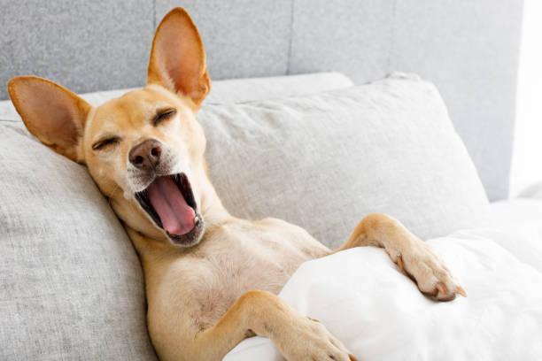 istock yawning dog in bed 1035566334