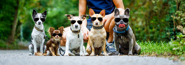 group of dogs with owner and  leash ready to go for a walk or walkies , outdoors outside at the park all wearing fancy sunglasses