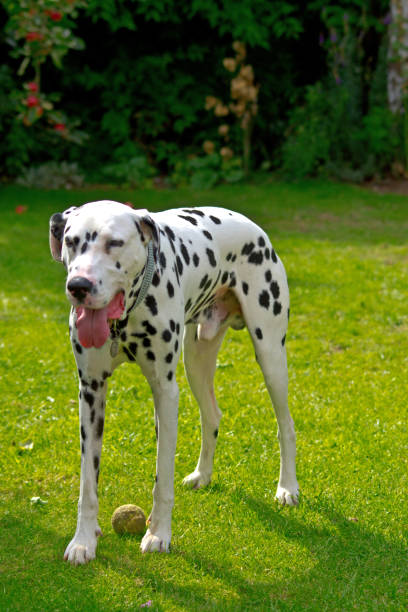 istock A Dalmatian standing next to a tennis ball 1035566730