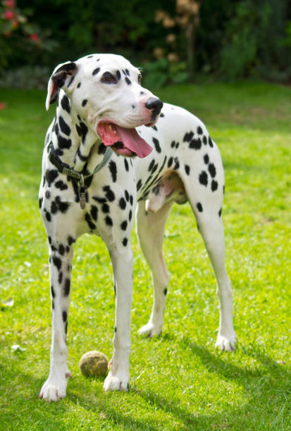 istock A Dalmatian standing next to a tennis ball 1035566972