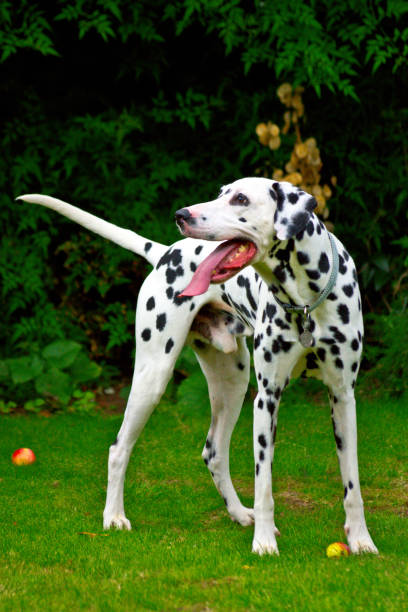 istock A Dalmatian standing next to an apple 1035567118