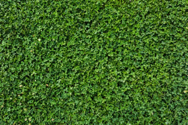 Beautiful close up photography of green clover field texture (Trefoil, Shamrock), ideal for design, memes, notes, posters, background, texture, wallpaper, etc. The photography is a close up of the pattern from near distance. It's shot in daylight, directly from above. The grass meadow is full with clover leafs. Ideal for searching for the four leaf luck. The color is saturated green.