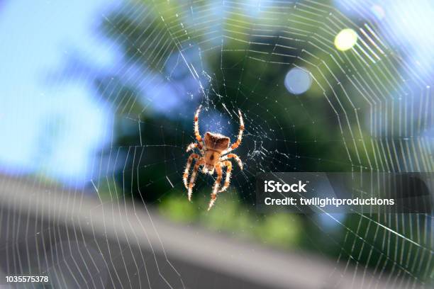 Orb Weaver Spider Stock Photo - Download Image Now - Animal, Arachnid, Arachnophobia