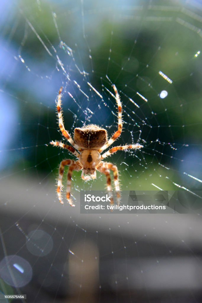 Orb Weaver Spider Orb Weaver Spider in the middle of an Orb Web Animal Stock Photo