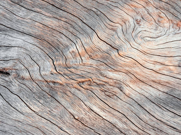 istock Abstract Surface texture and trenches on the bark of tree trunk 1035578418