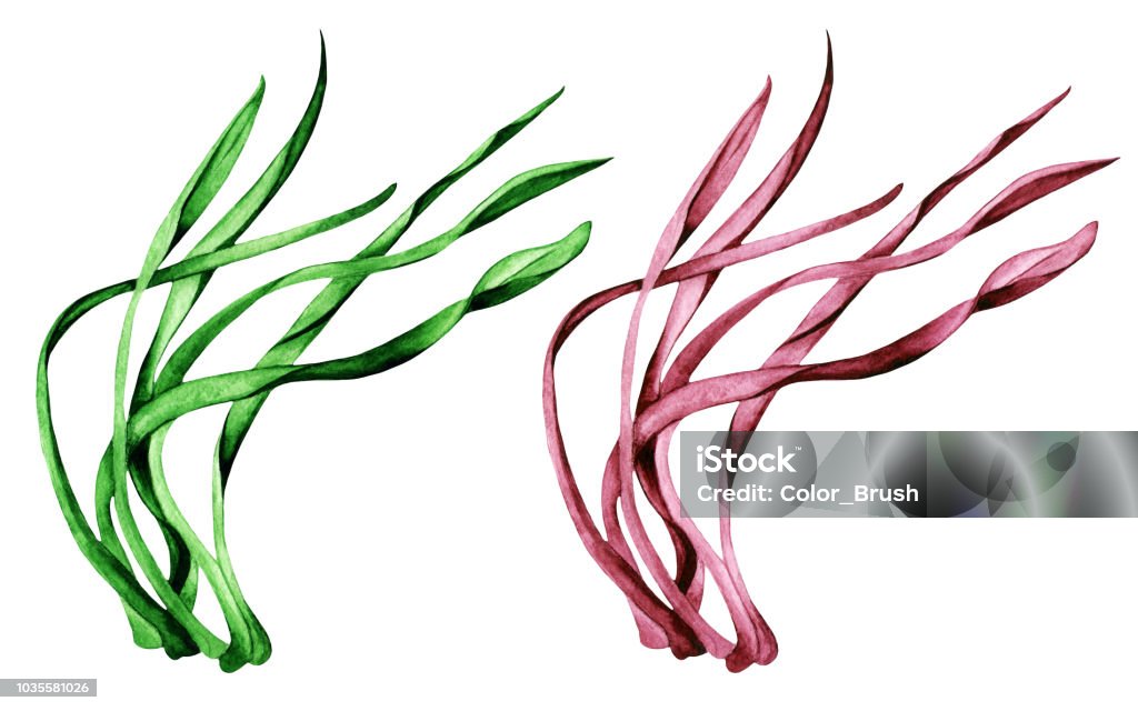 Watercolor seaweed Watercolor seaweed, grass set isolated on white background. Hand painting on paper Heap stock illustration