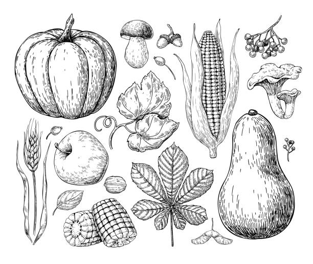 zbieraj produkty. ręcznie rysowana vintage ilustracja wektorowa z dynią, jabłkiem, kukurydzą, pszenicą, muchroomem - corn on the cob obrazy stock illustrations