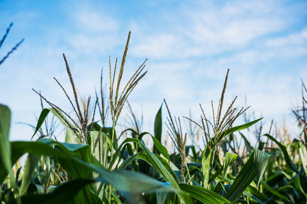 istock Landscape of corn and blue sky 1035585874