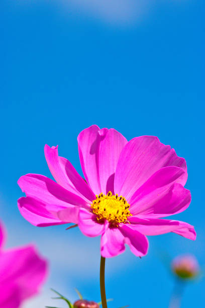 flor del cosmos  - autumn blue botany clear sky fotografías e imágenes de stock