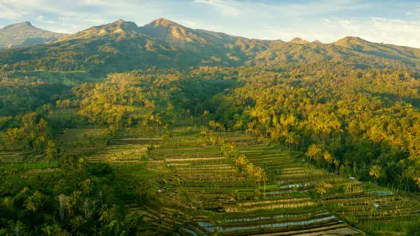 Aerial view of terraced fields of rice near foothills Rinjani mountain in Lombok, Indonesia