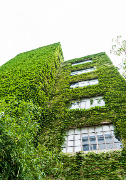 istock Green plants are growing on building walls 1035590716