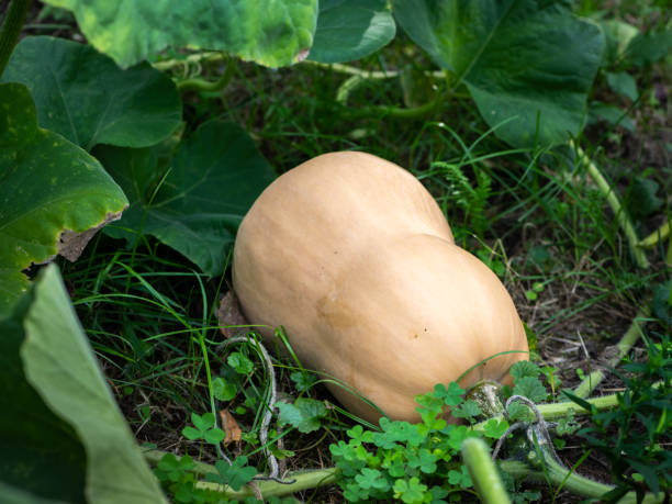 istock Ripe butternut squash lying on the ground 1035590856