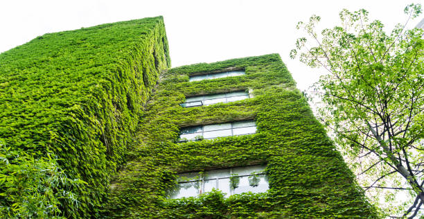 istock Green plants are growing on building walls 1035590876