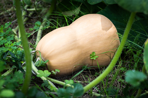 Ripe butternut squash lying on the ground of a vegetable bed