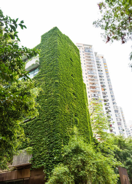 istock Green plants on wall of apartment building 1035590944