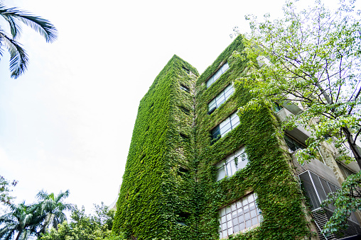 Green plants are growing on building walls.