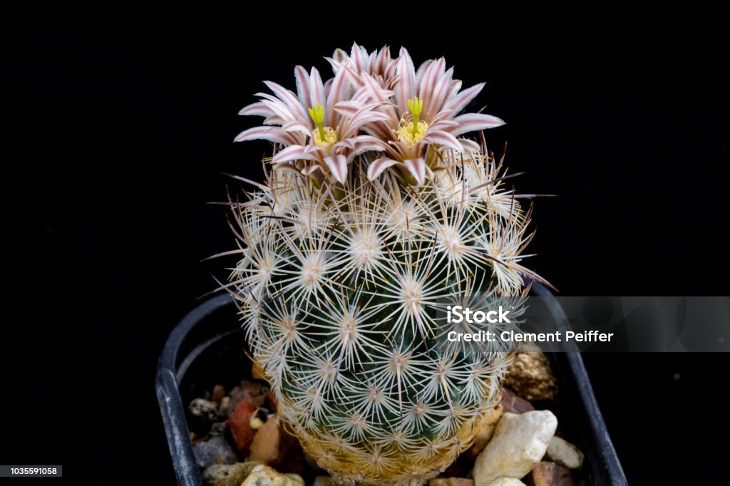 Cactus Echinomastus mapimiensis with flower isolated on Black. Cactus Echinomastus mapimiensis with flower isolated on Black Arid Climate Stock Photo