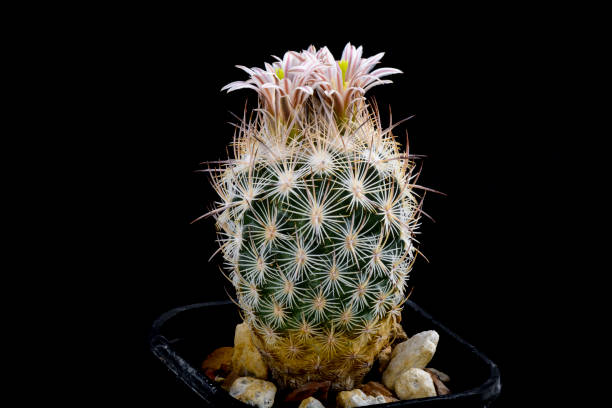 istock Cactus Echinomastus mapimiensis with flower isolated on Black. 1035591078