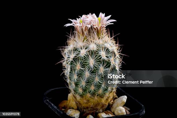 Cactus Echinomastus Mapimiensis With Flower Isolated On Black Stock Photo - Download Image Now
