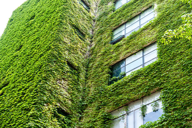 istock Green plants are growing on building walls 1035591160