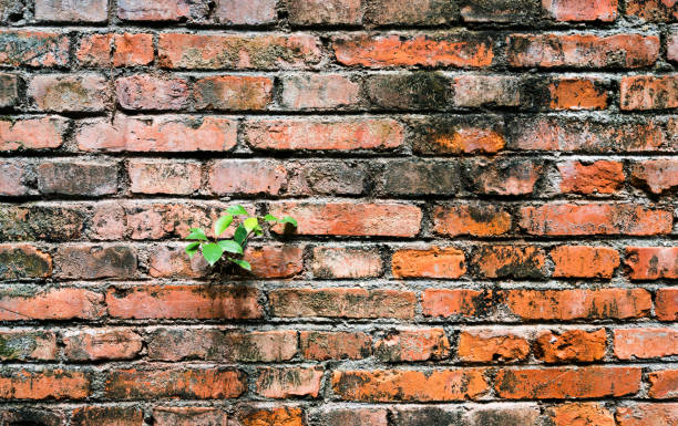 plantes vertes qui poussent dans le mur de briques - plant orange wall architecture photos et images de collection