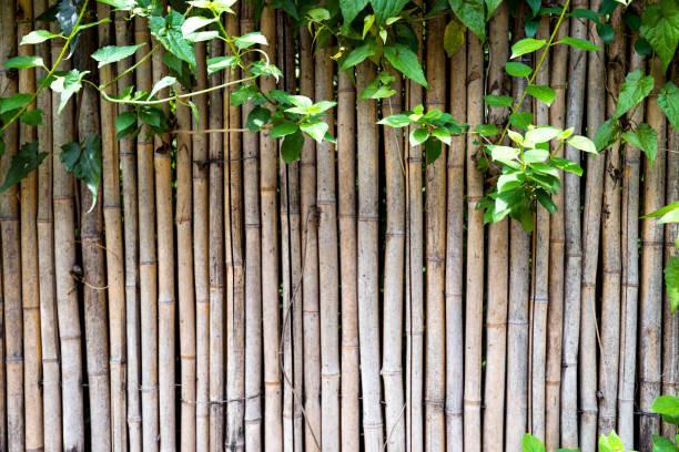 istock Green plants growing on bamboo fence 1035592168