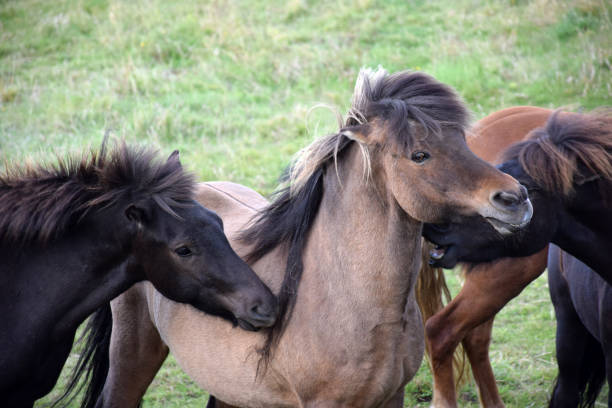 istock Icelandic Horse 1035592840