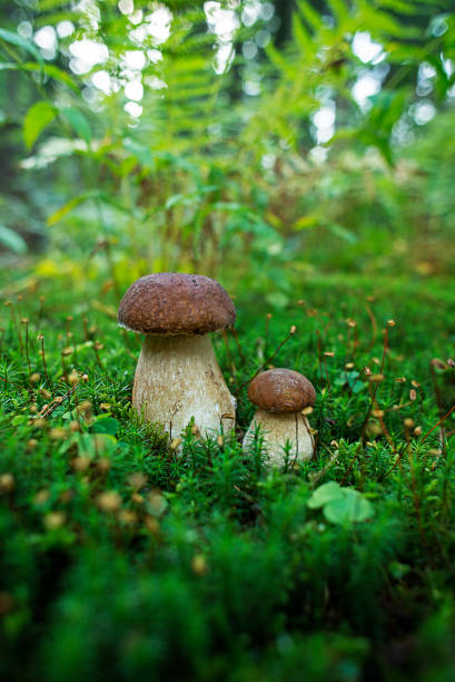 istock Boletus edulis - edible mushroom in forest. 1035595868