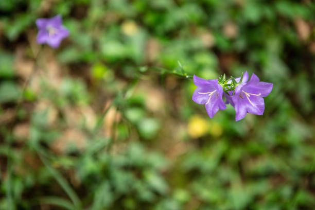Twin purple flowers, The flowers are purple petals, the tip is sharp. And pollen is a small stick yellow.
