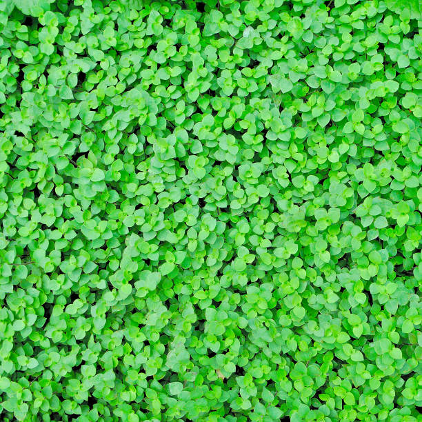 istock Callisia repens leaves, Green leaves background 1035600394