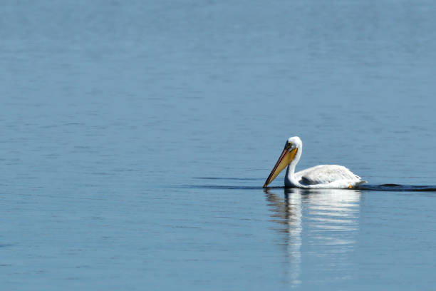 istock American White Pelican at Emiquon 0217 1035600980