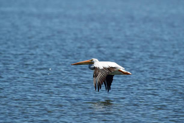 istock American White Pelican at Emiquon 0356 1035600984