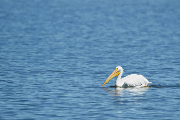 istock American White Pelican at Emiquon 0389 1035601122