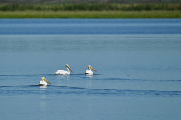 istock American White Pelican at Emiquon 0576 1035602938