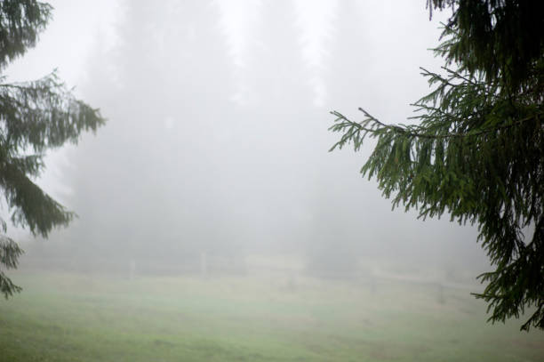 istock foggy mysterious morning coniferous forest 1035604742